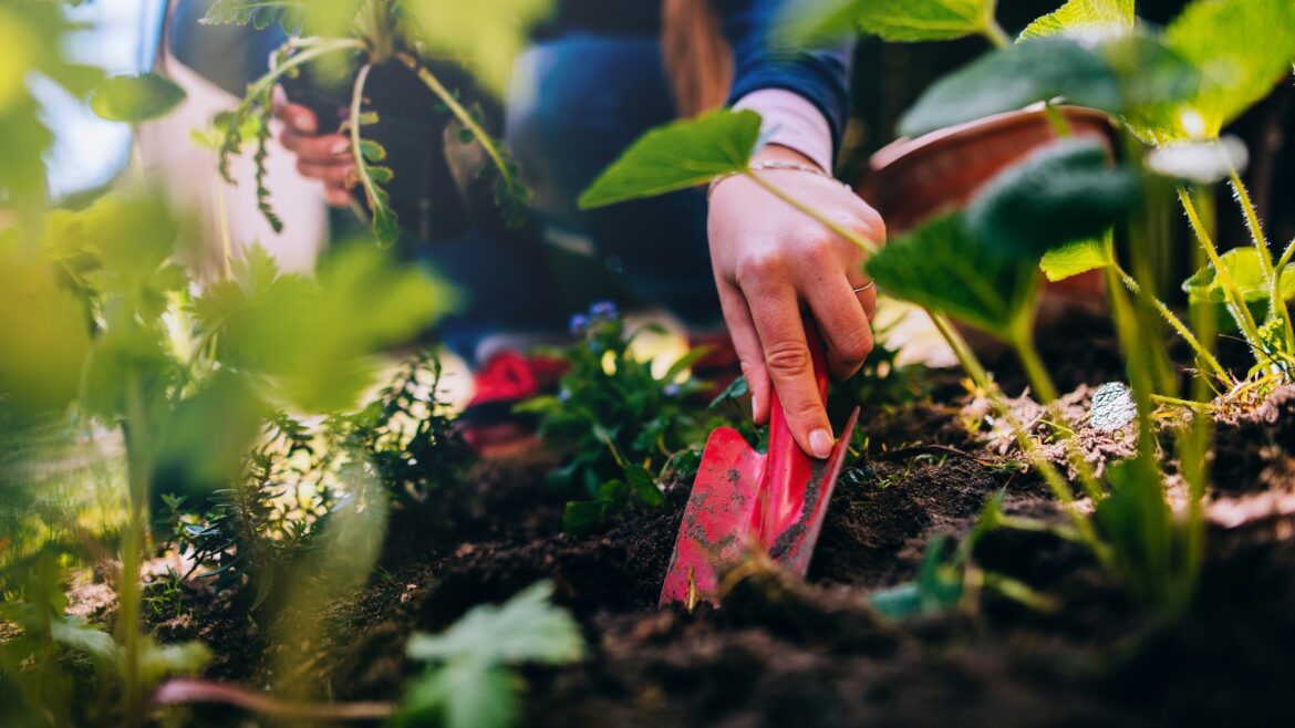 Woman gardening, planting a poppy, close-up.
