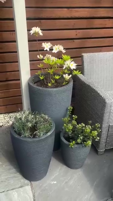 Three potted plants on a patio.