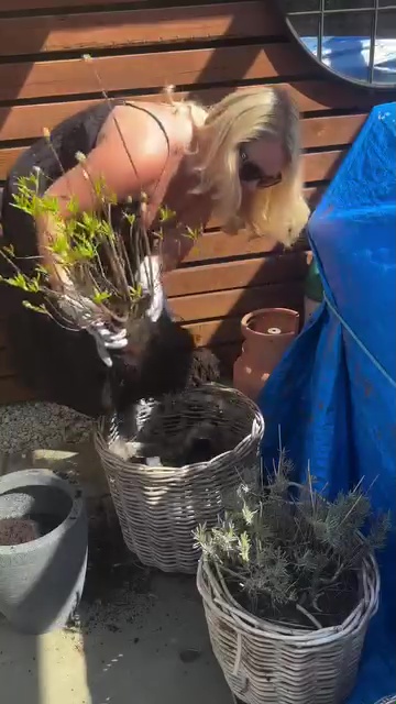 Person planting flowers in wicker baskets.