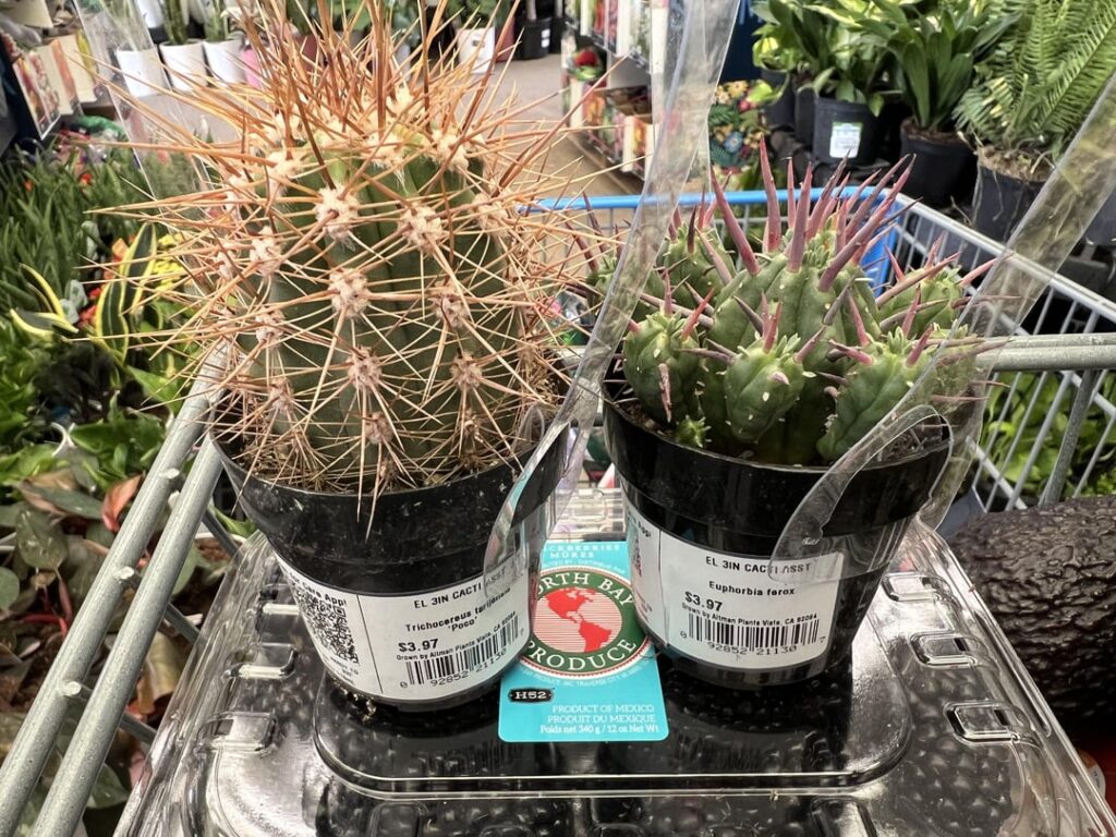 Scored 2 babies at Walmart