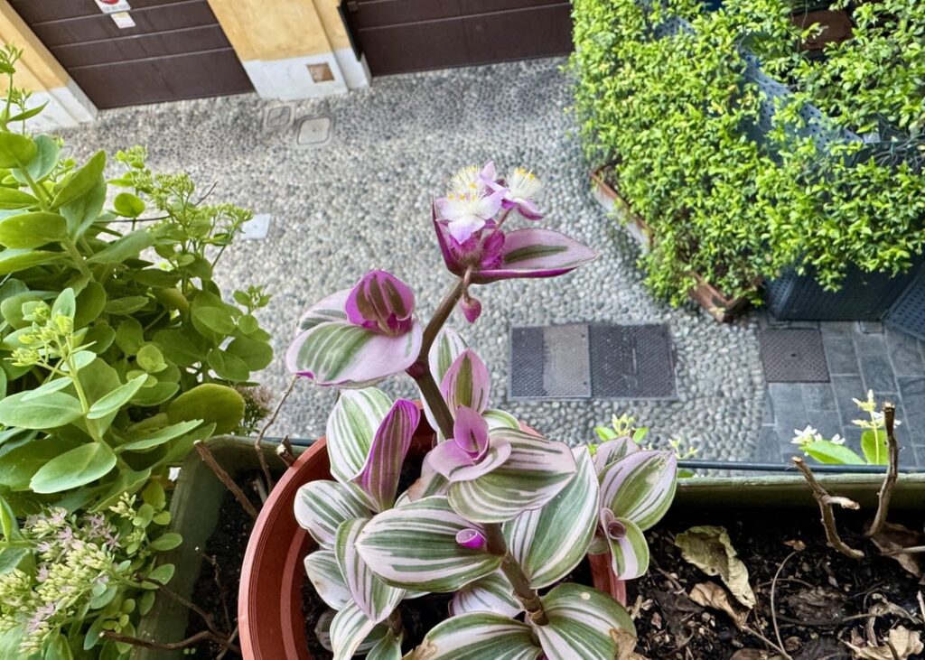 I’m hopeless with nanouks. My neighbor put one outside and left for a month and the little shit is *thriving*