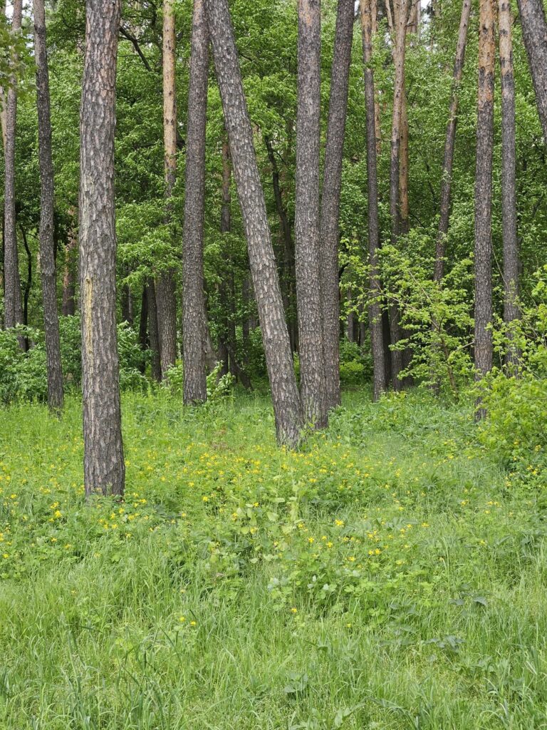 A park near my work!