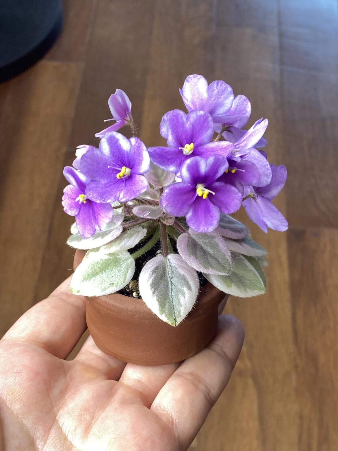 The prettiest in my collection