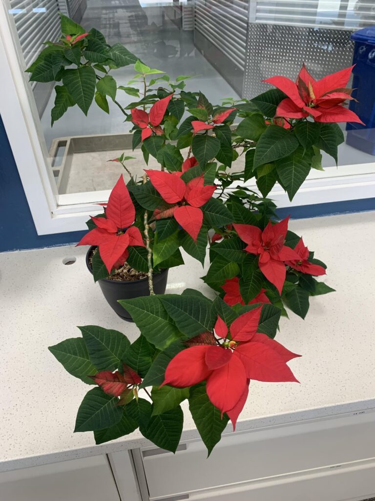 My 5 year old poinsettia
