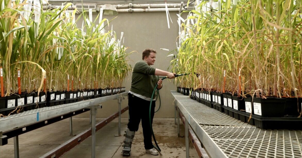 Colorado Garden Foundation planting tools for success with full-ride scholarship Colorado Garden Foundation planting tools for success with full-ride scholarship