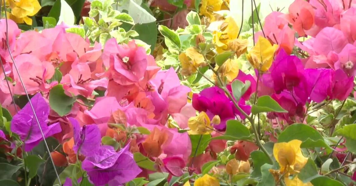 Local vendors prepare for 24th annual Daylily Festival and Garden Show Local vendors prepare for 24th annual Daylily Festival and Garden Show