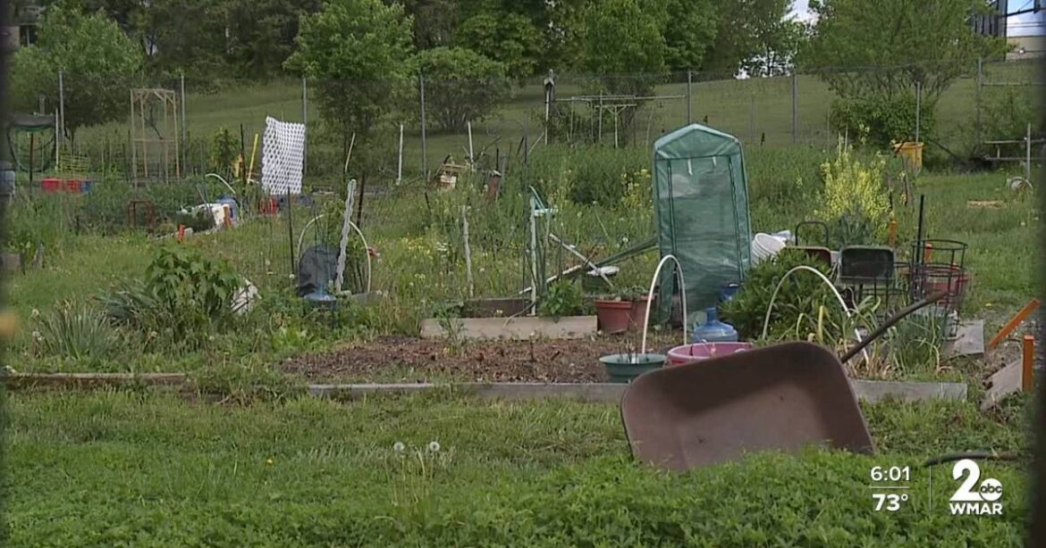82 year-old woman among victims targeted at Baltimore community garden 82 year-old woman among victims targeted at Baltimore community garden