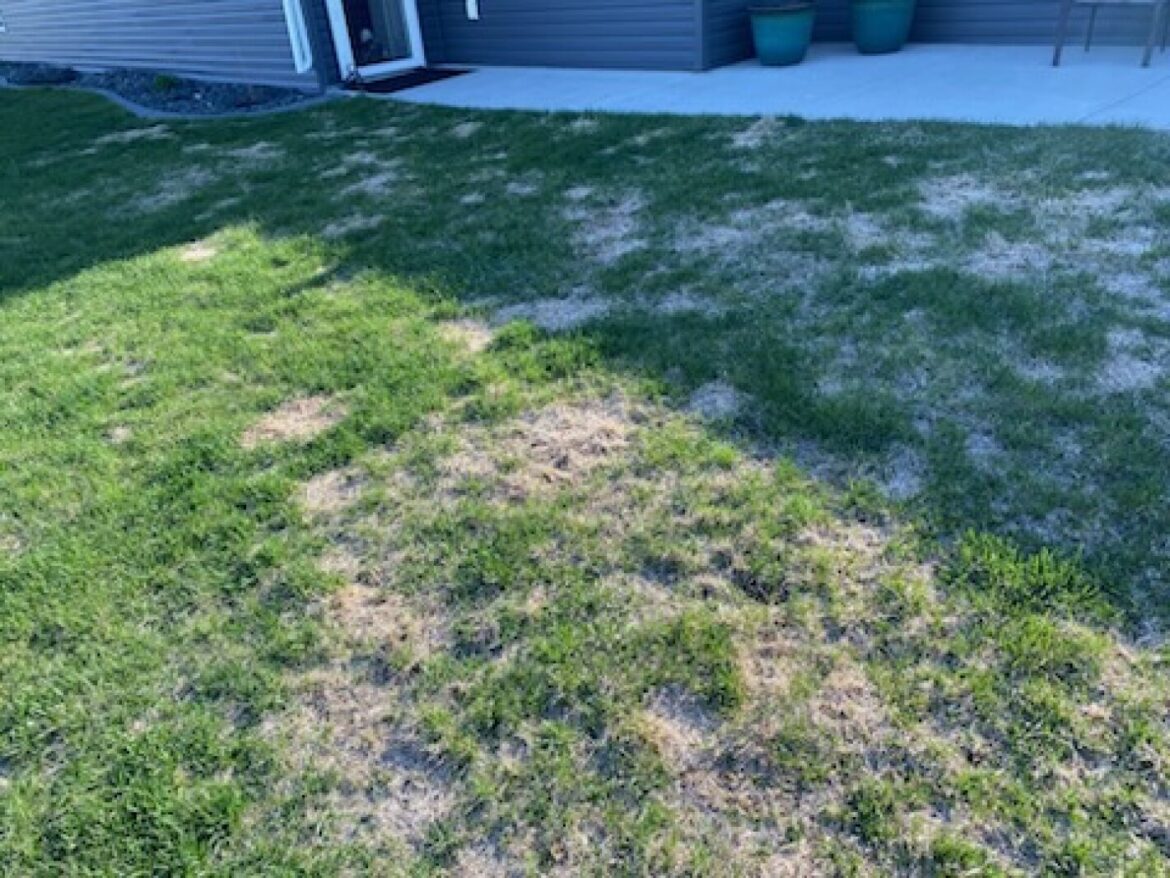 Die-out patches of lawn can be regrown - InForum