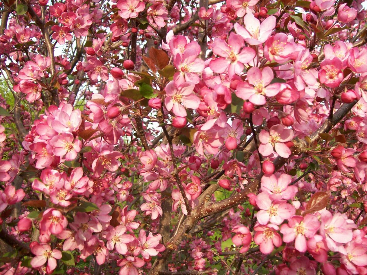 Spring scents are highlighted by crabapple blossoms – Jamestown Sun Spring scents are highlighted by crabapple blossoms - Jamestown Sun