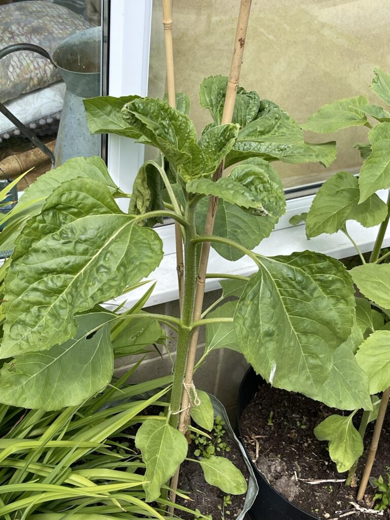 Sunflower leaf problem