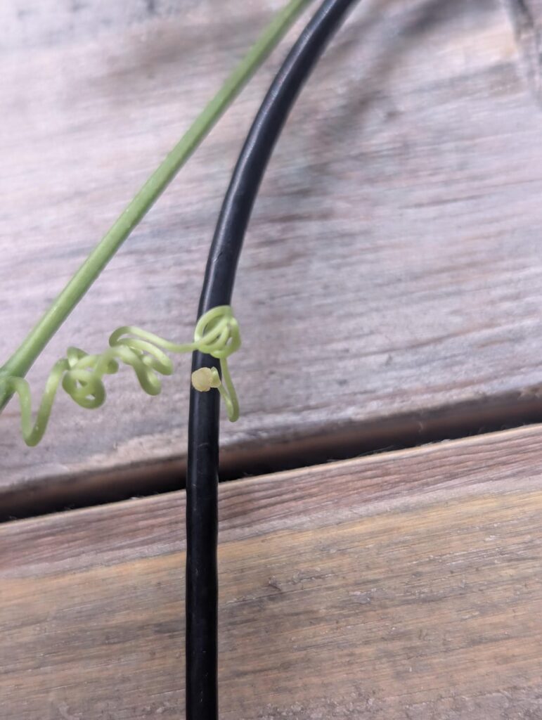 Please help ! Why is this yellowing happening on the "coils"