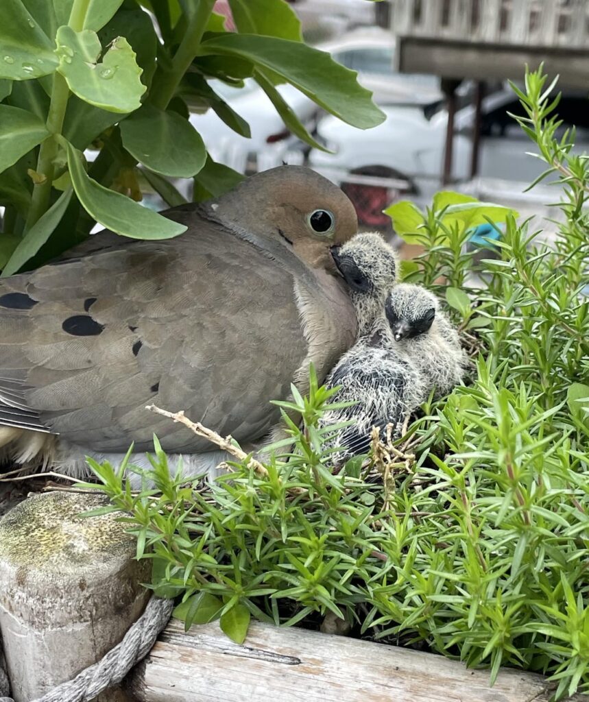 Phloxxy Mama and her Lovey Doveys