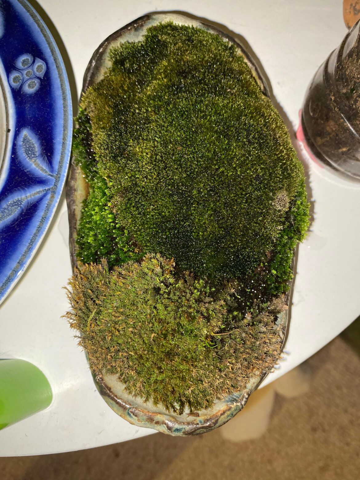 Can I save my moss?