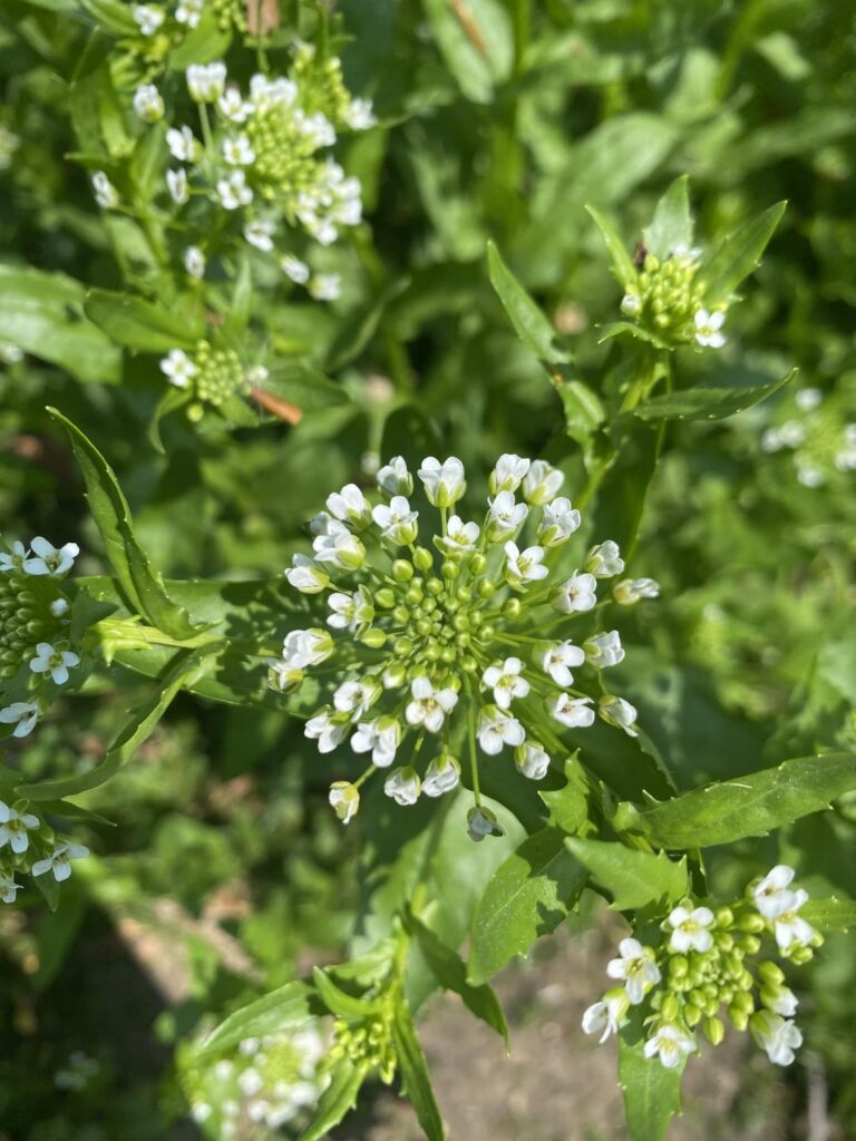 Please identify? Please identify?