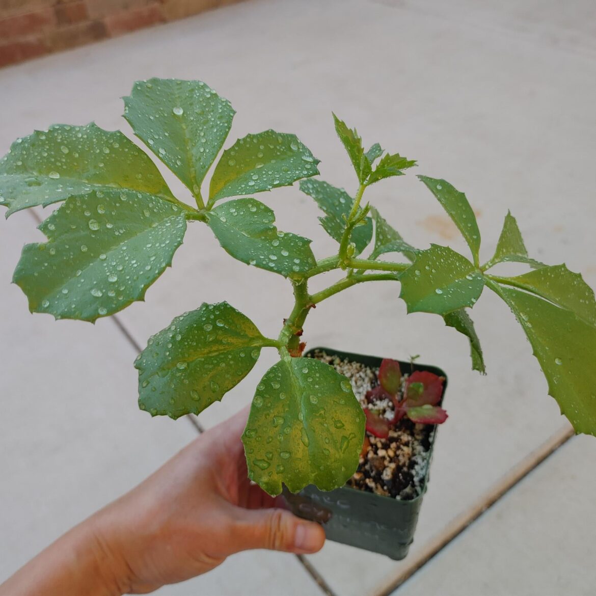 Can anyone ID this cyphostemma