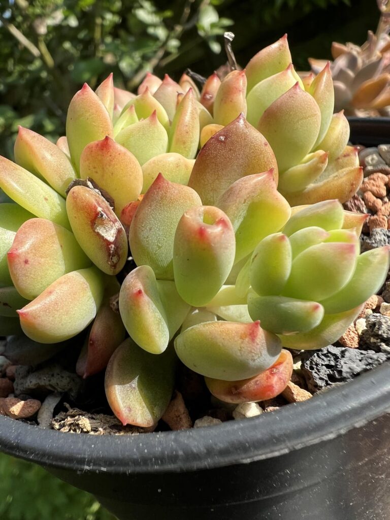 Noticed a cylindrical leaf grown on a mature Echeveria