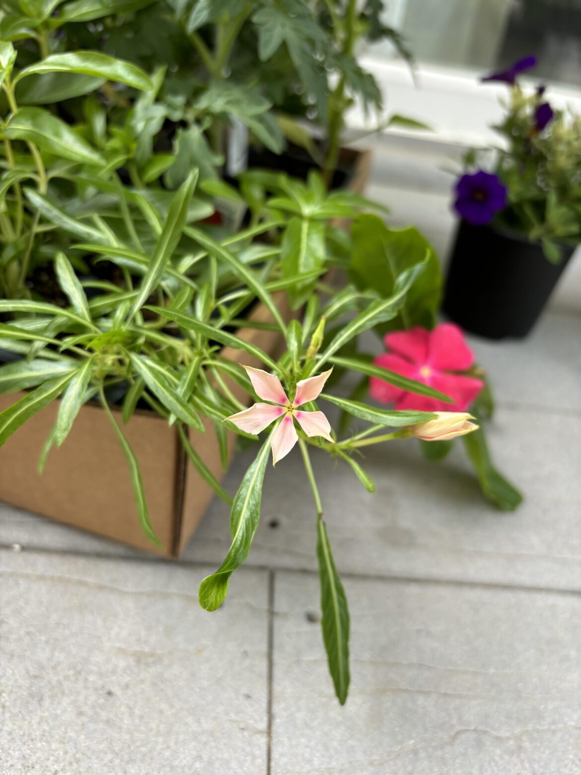 Did I find a mutated Madagascar periwinkle, or is it a disease? Did I find a mutated Madagascar periwinkle, or is it a disease?