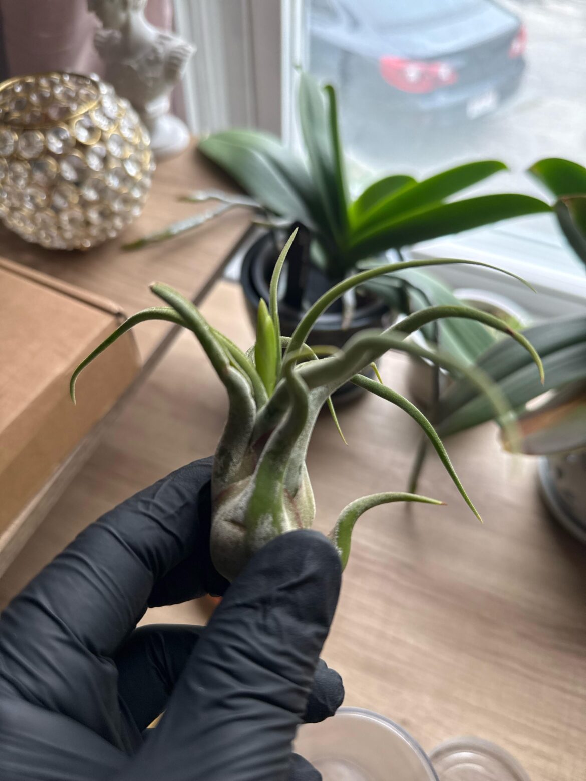 Is this a bloom? How do I water it???