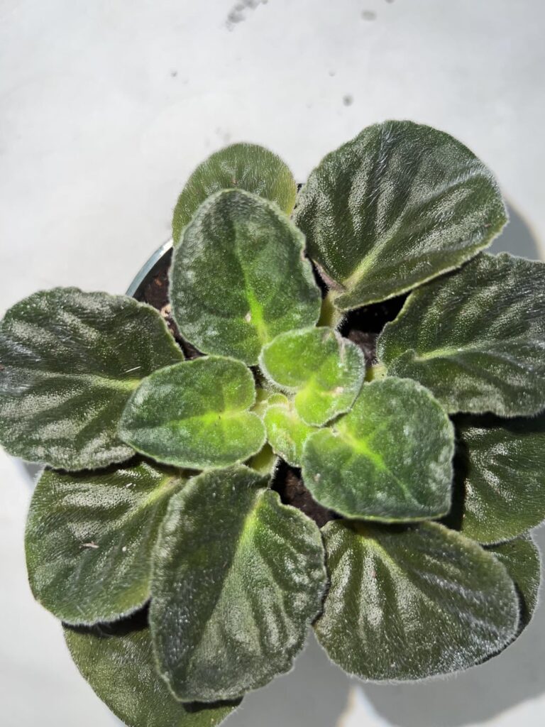 African Violet- Thrips 😖 African Violet- Thrips 😖