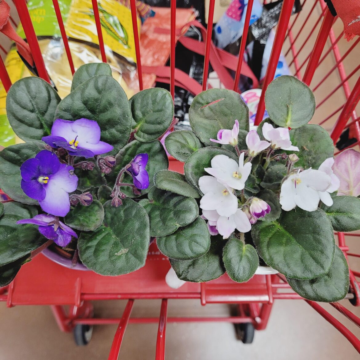 Picked these up at Trader Joes today