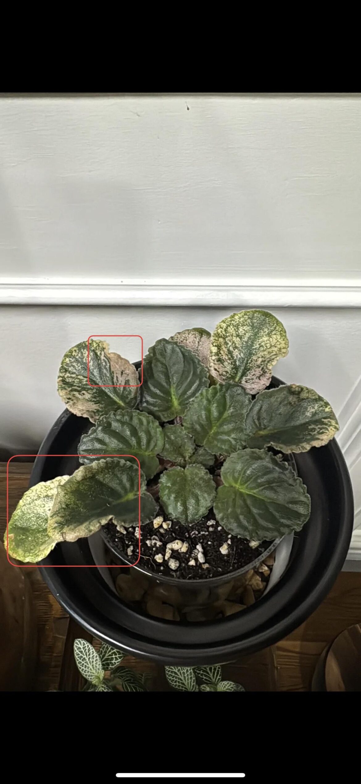 Plant app says we’re sick? AV virgin here.