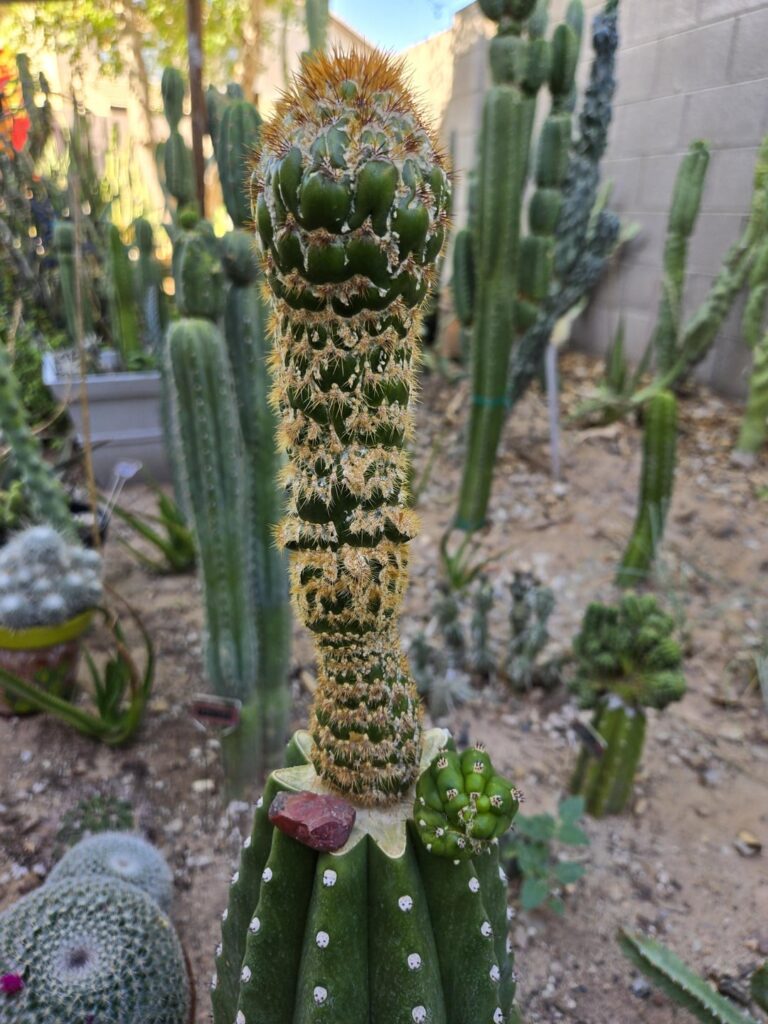 Monstrose spachiana on Bach's Faux Scop getting thick