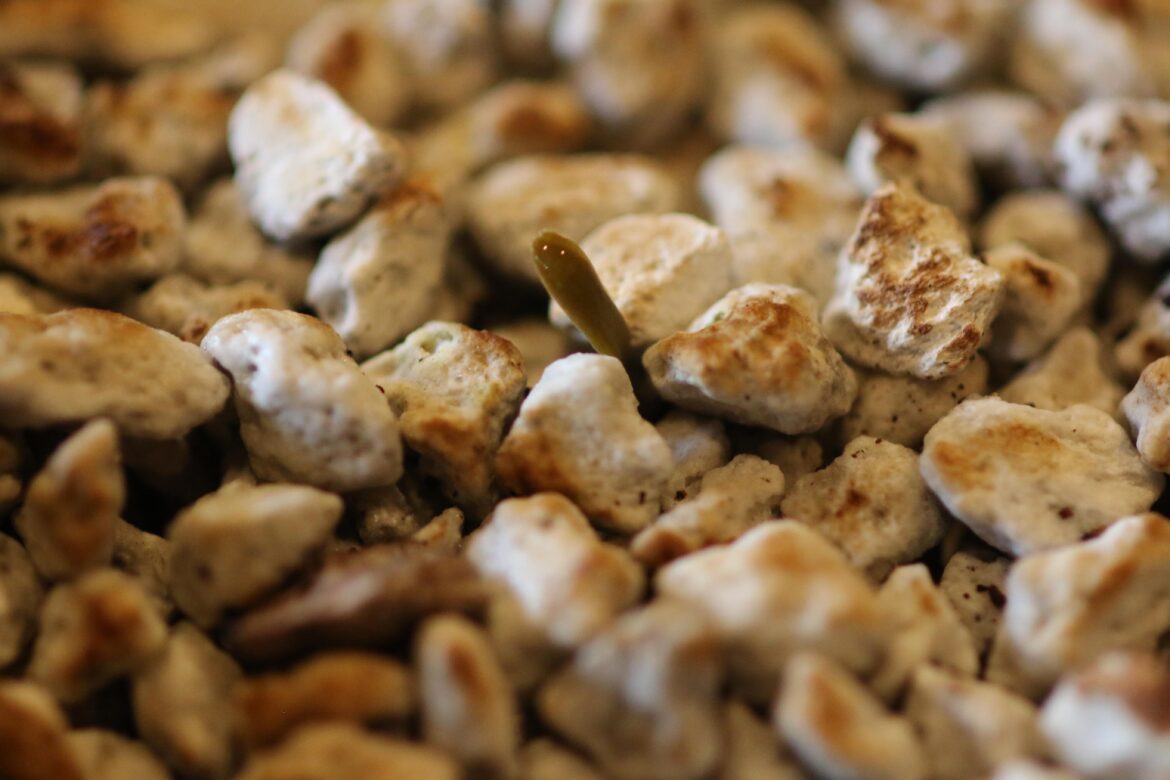 Got my first welwitchia sprout