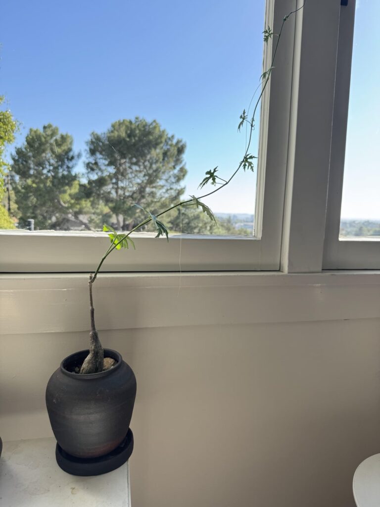 Cissus Tuberosa Pest?