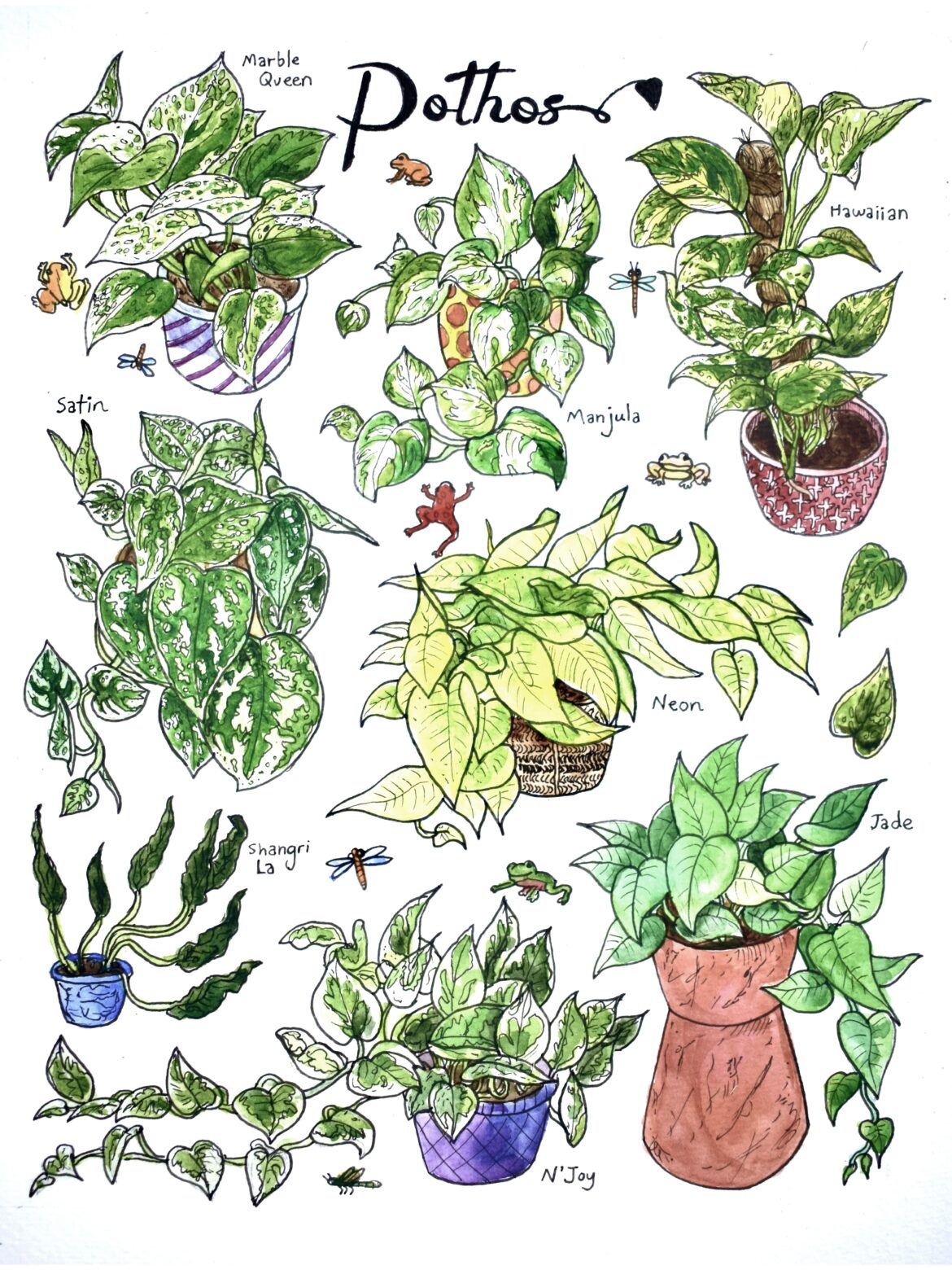 I painted a group of Pothos and though this community would like!