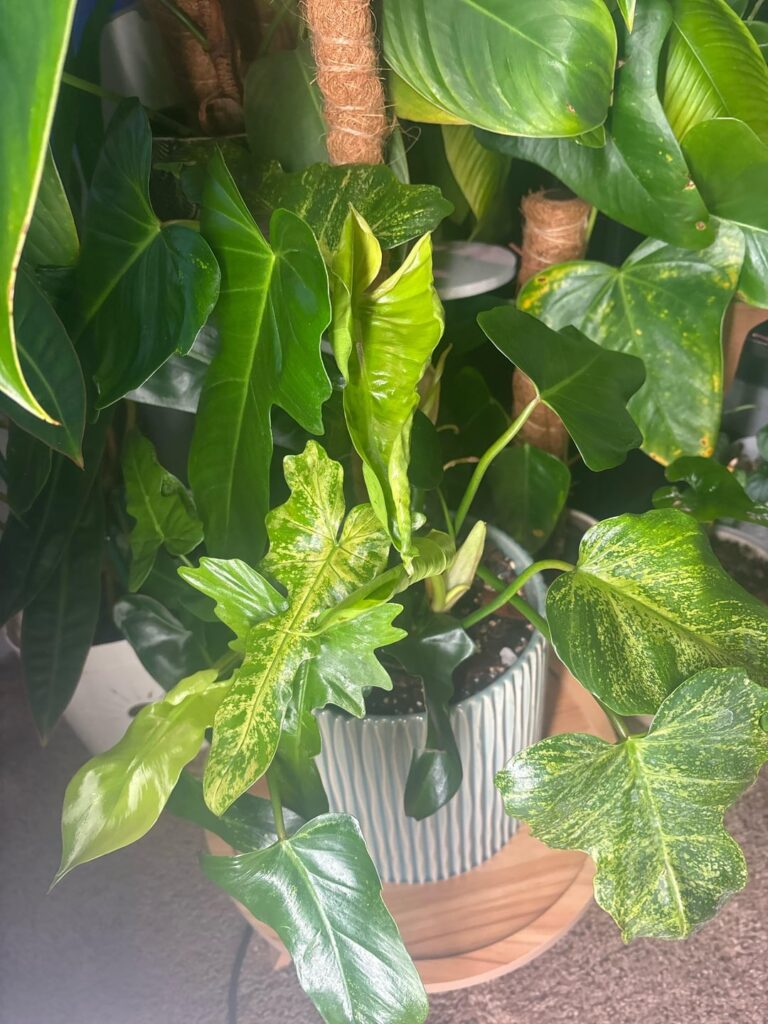 Did I hit the jackpot with this? Did I hit the jackpot with this?