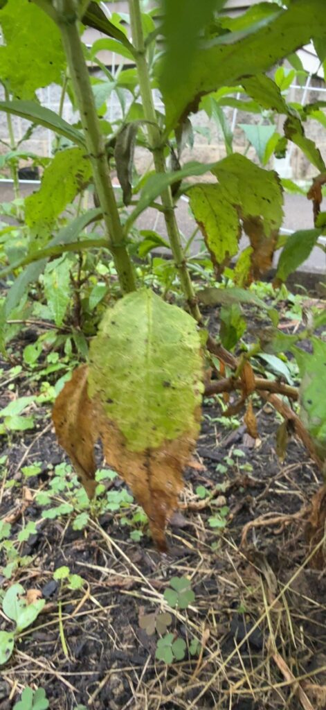 butterfly bush with brown leaves (zone 6)