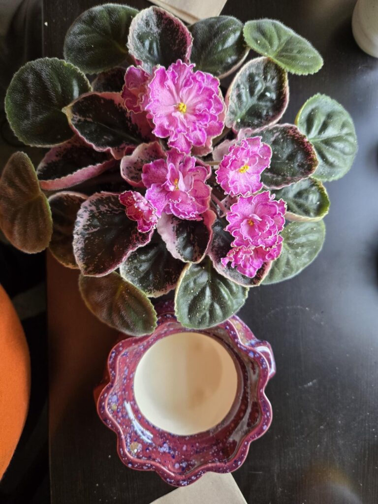 Is this pot (right) too small for this violet?