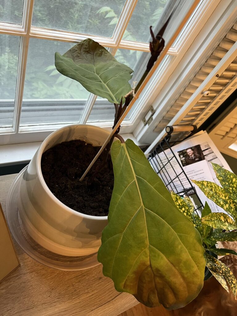 What am I doing wrong with this cutting?