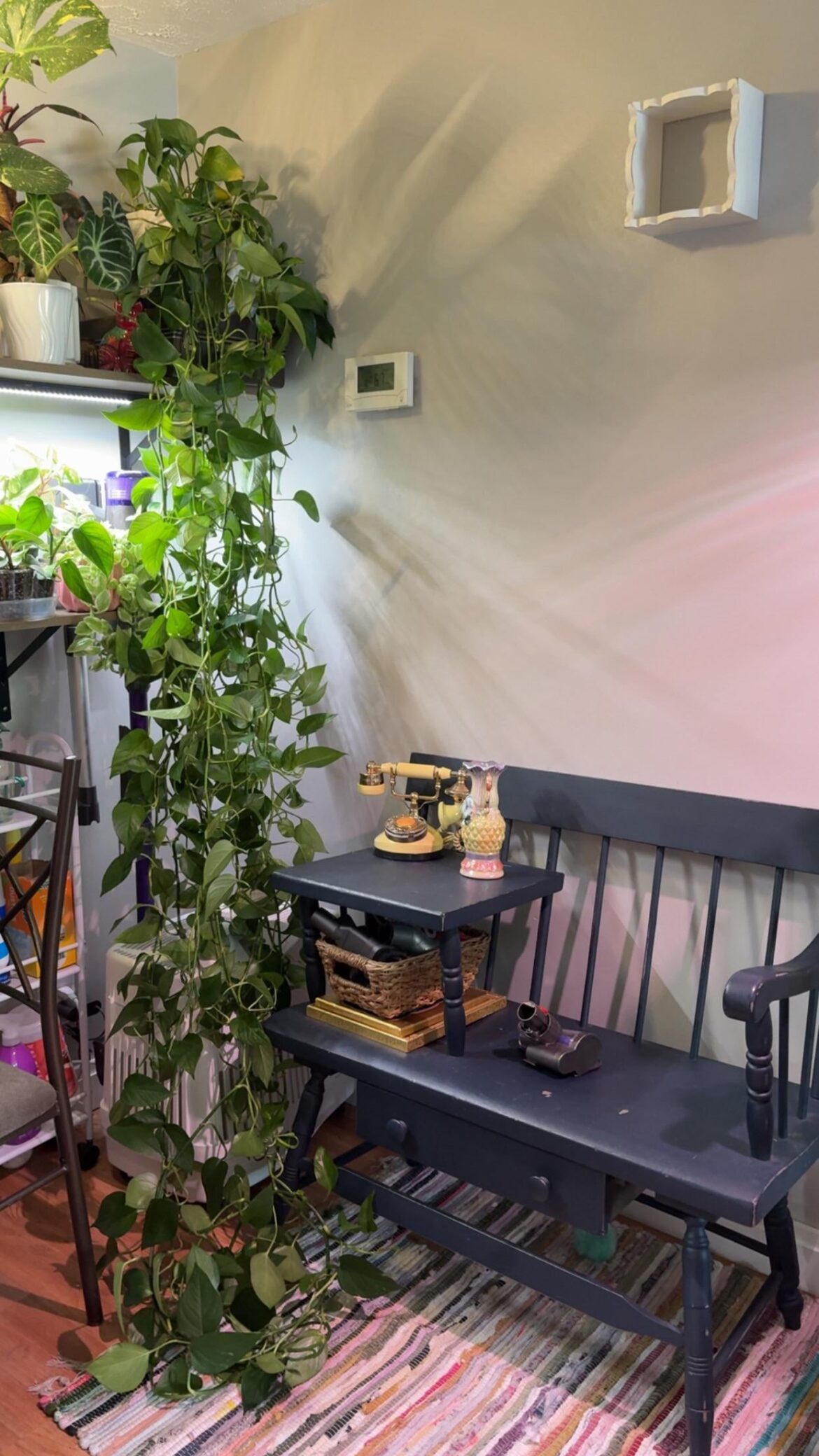 My moms old coworker left this pothos behind when she left, and the new coworker didn’t want it. I got it for FREE 🥹