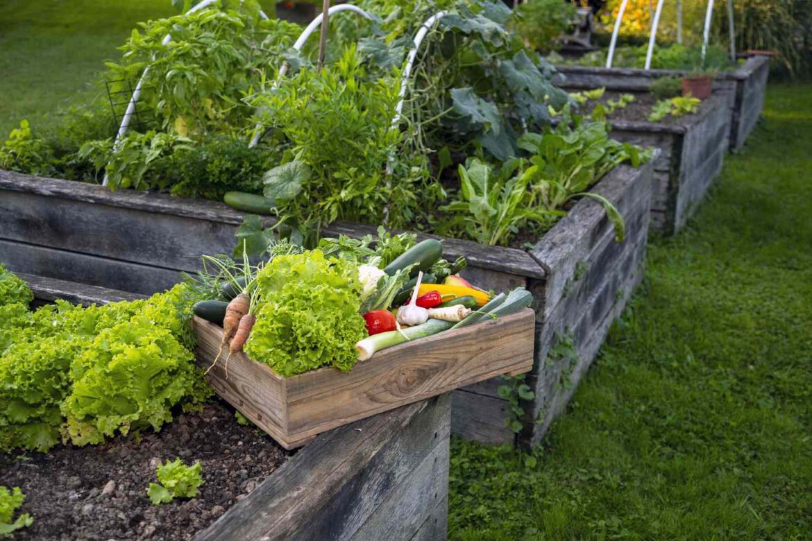 5 Low-Maintenance Vegetables That Thrive in Raised Garden Beds