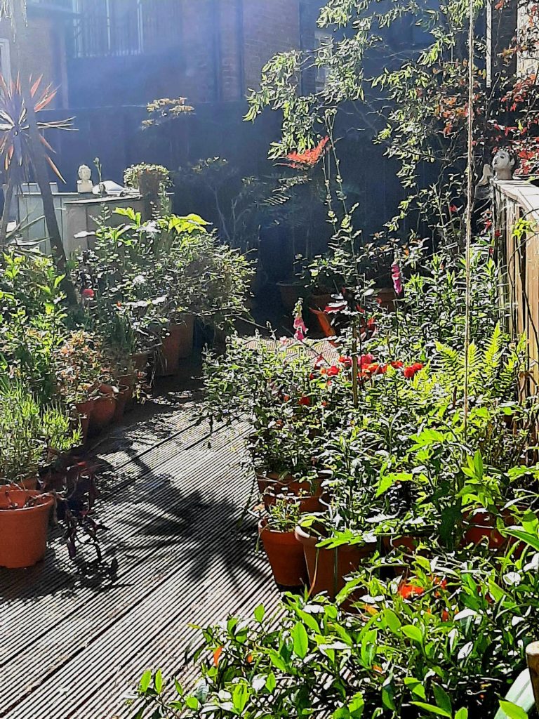 View of roof garden with plants in pots and sunlight streaming across wooden decking, in Fitzrovia, London.