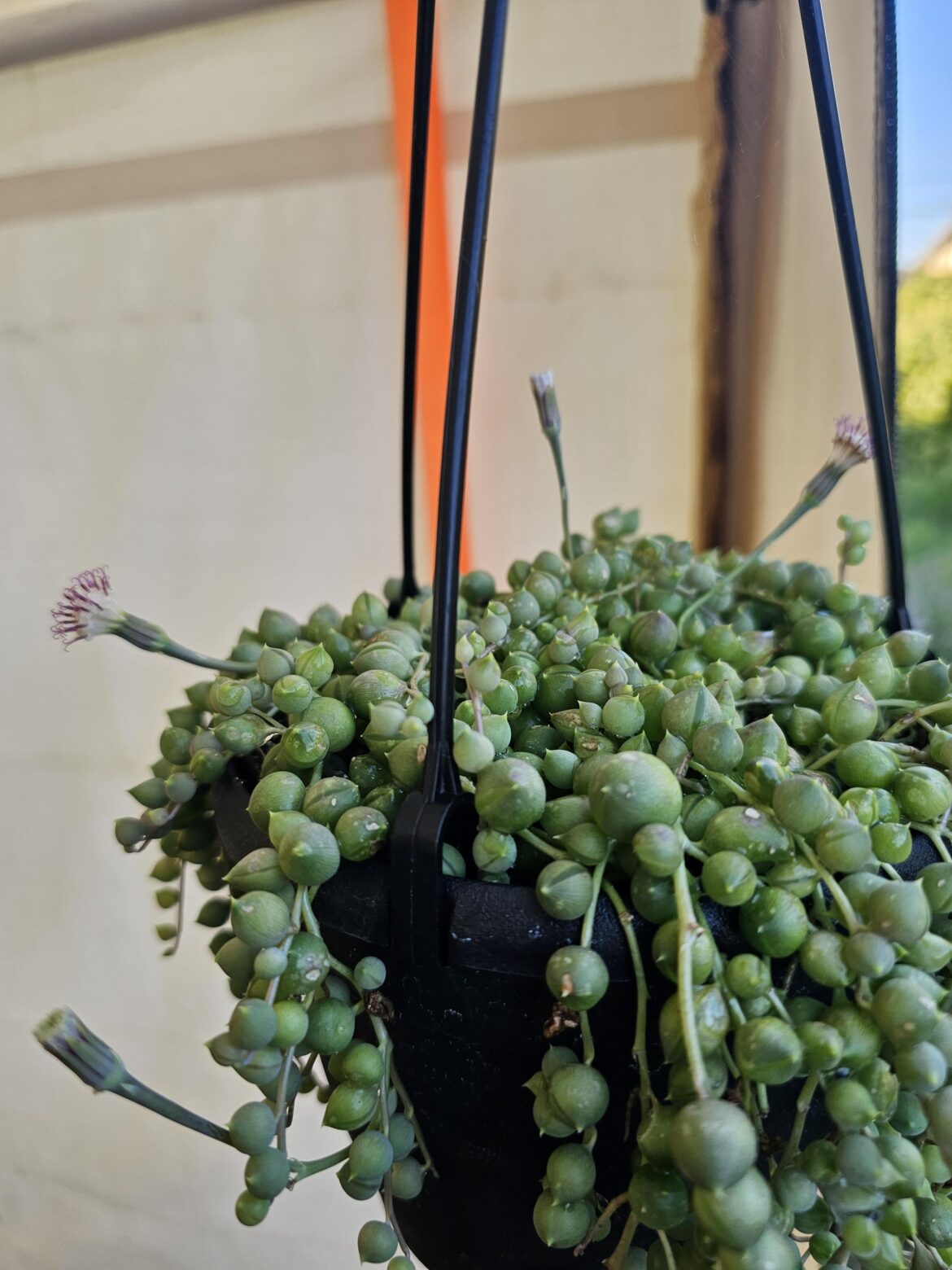 Have had this string of pearls for a couple of months and was surprised to have it produce some flowers.