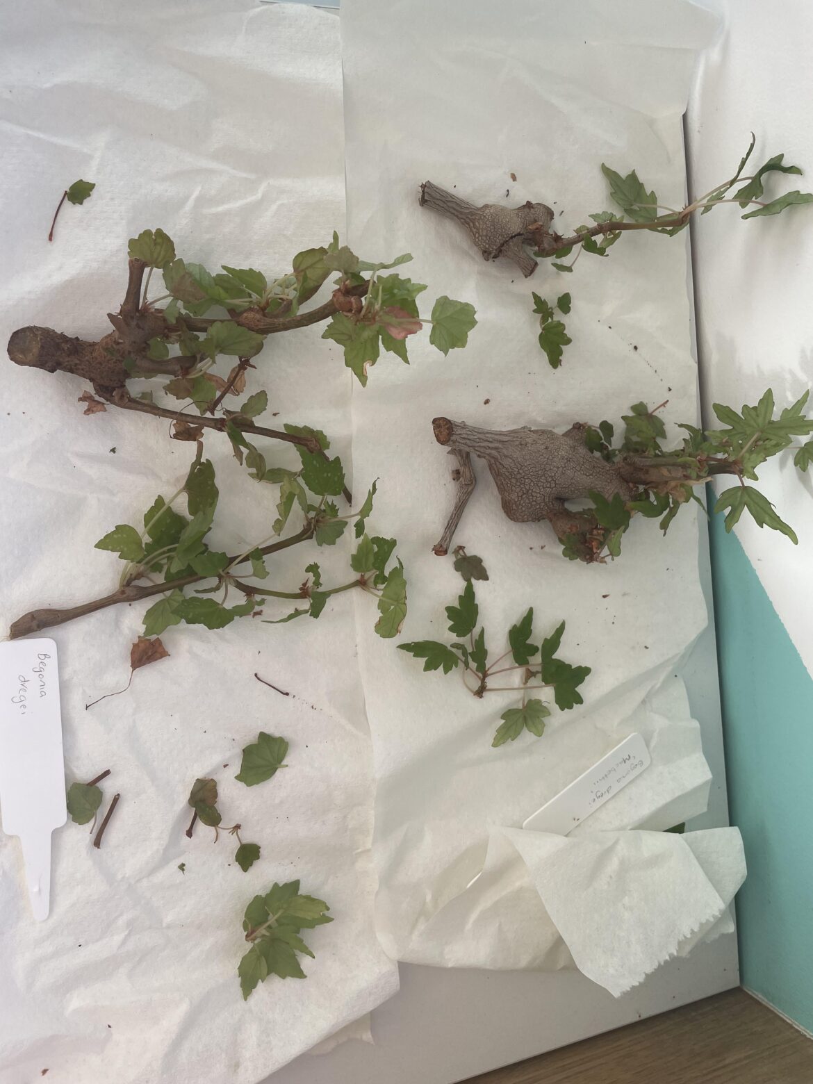 Advice on rooting begonia dregei