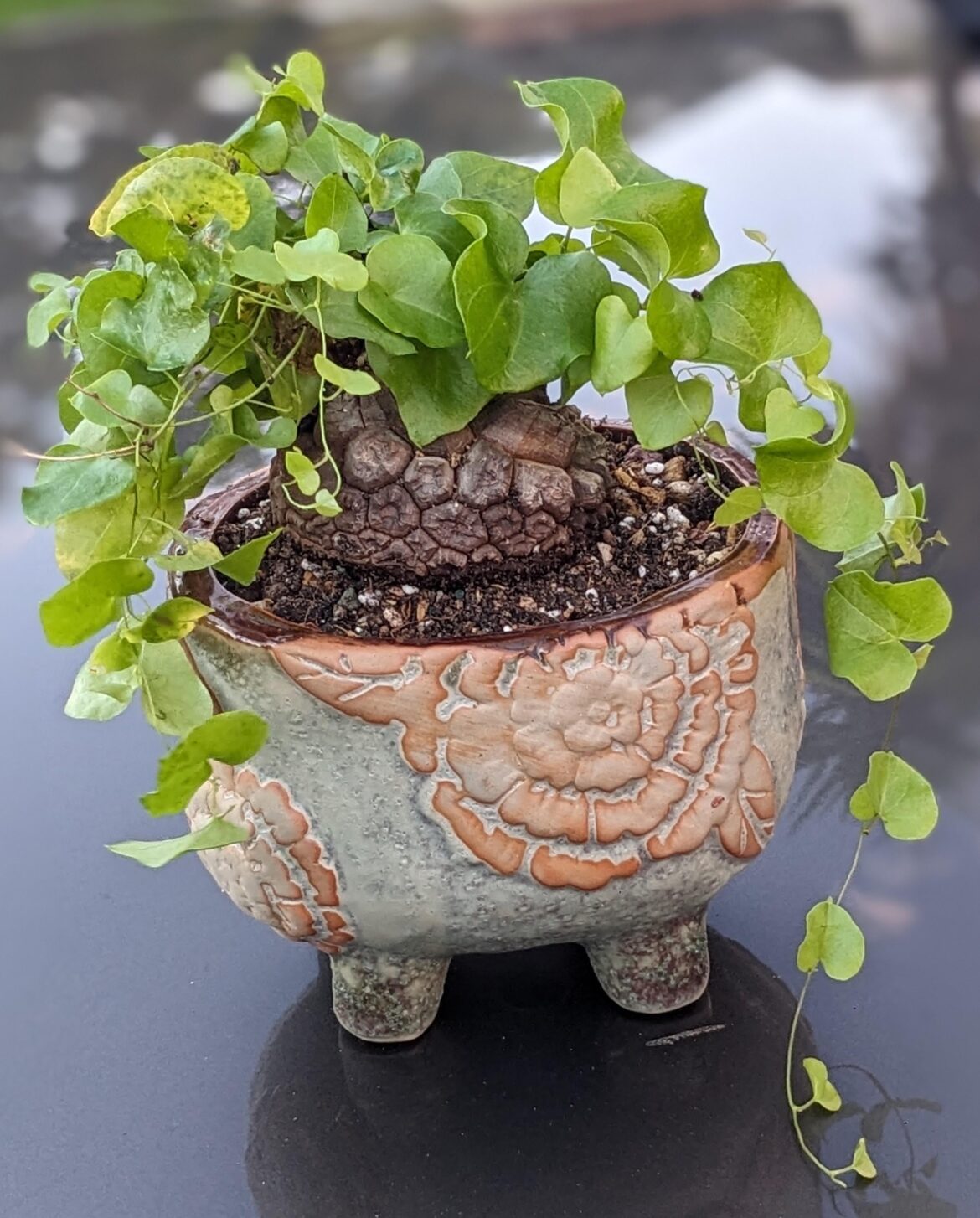 My new Dioscorea elephantipes