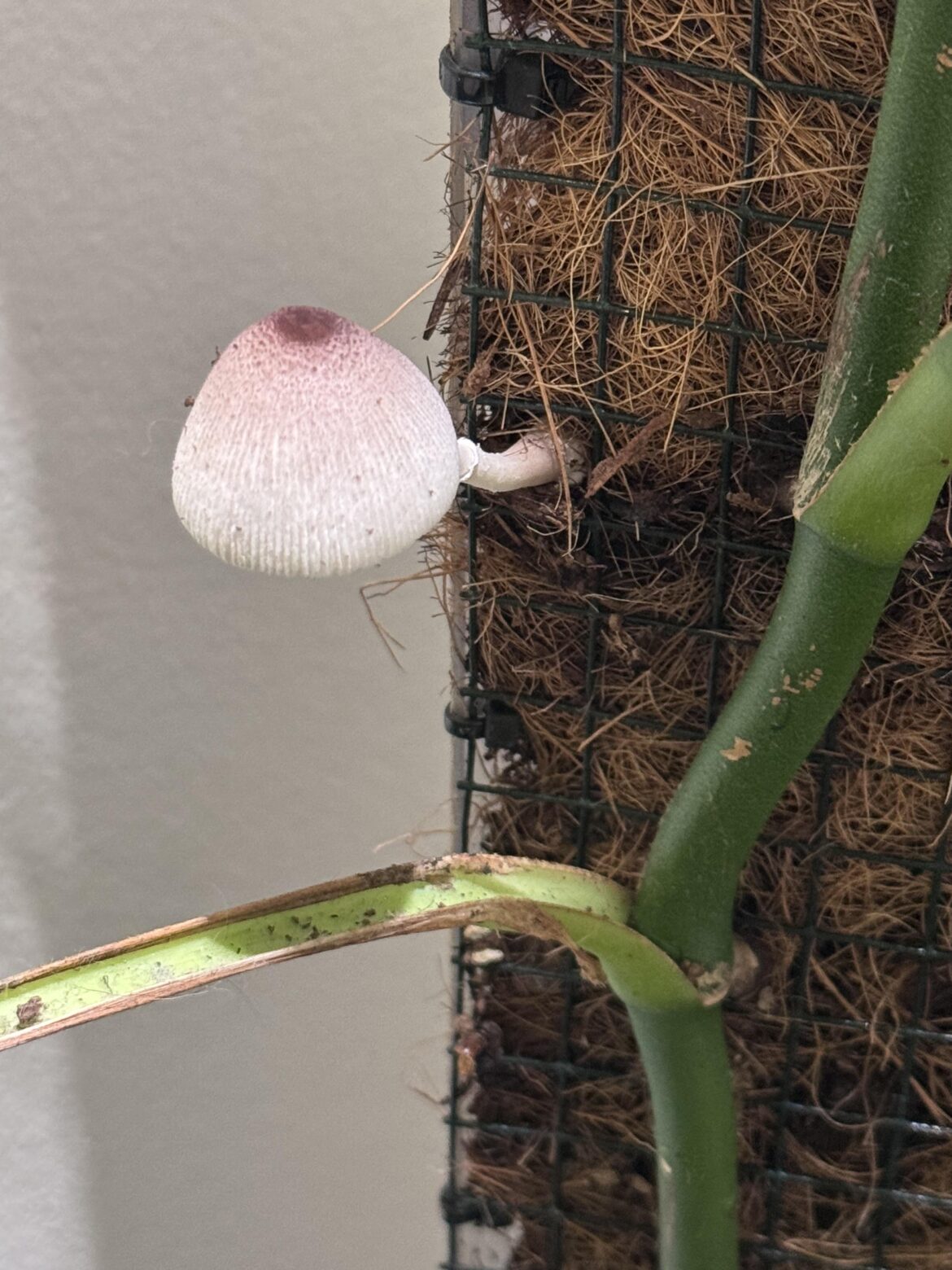 Mushroom growing in one of my poles