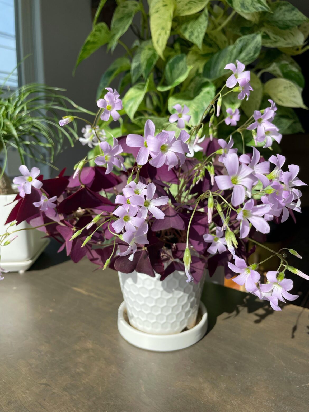 My oxalis triangularis has more flowers than leaves.