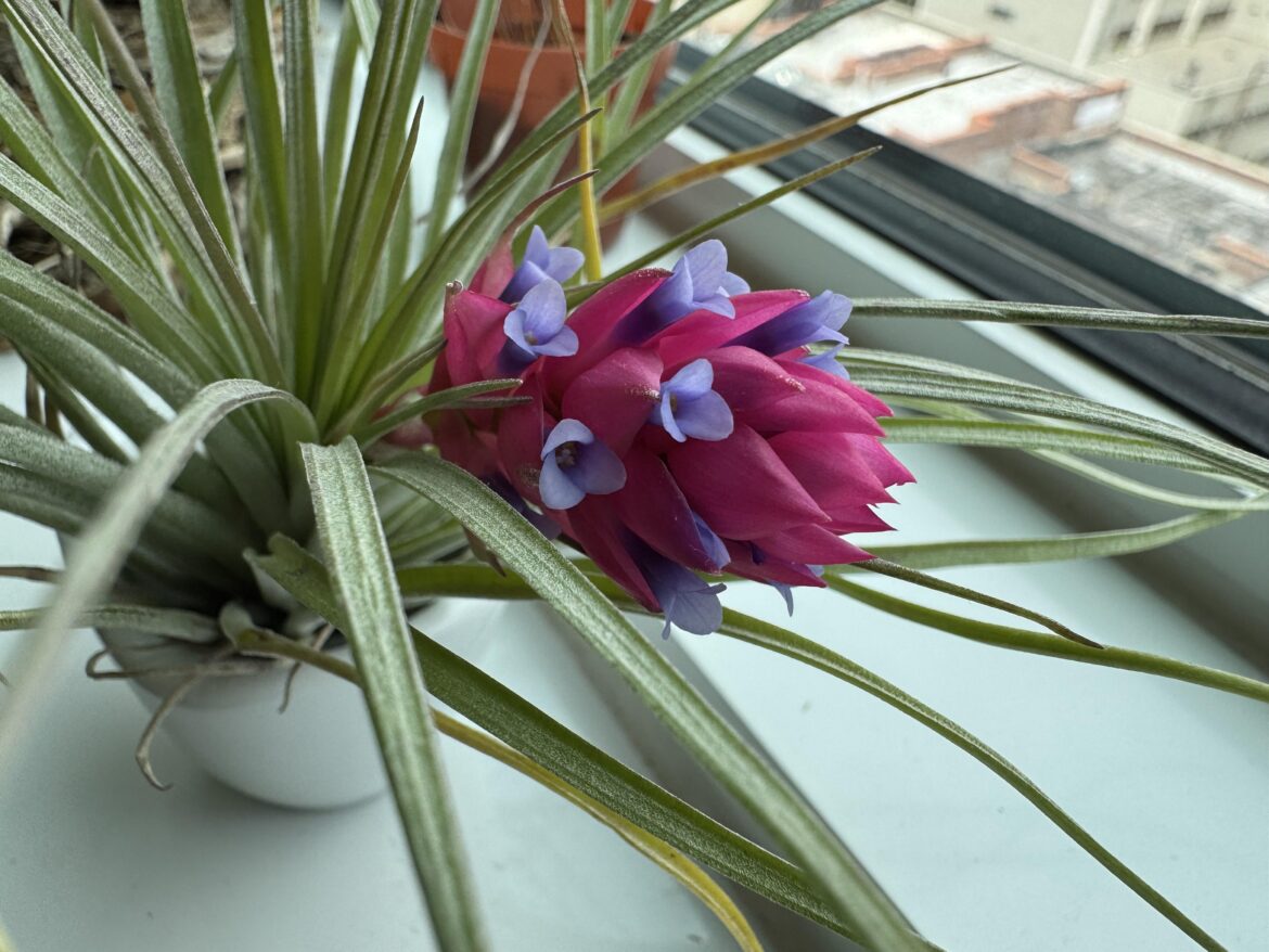 My air plant sprouted delicate tiny purple flowers