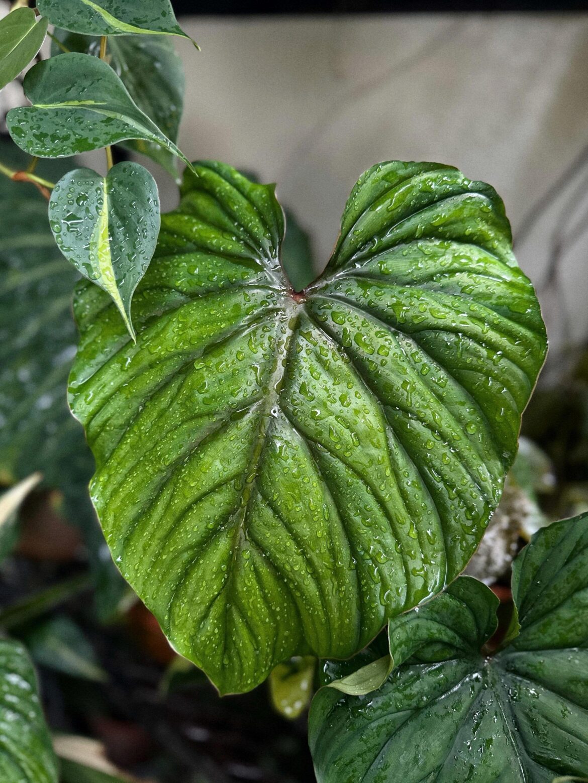 This week’s favourite leaf