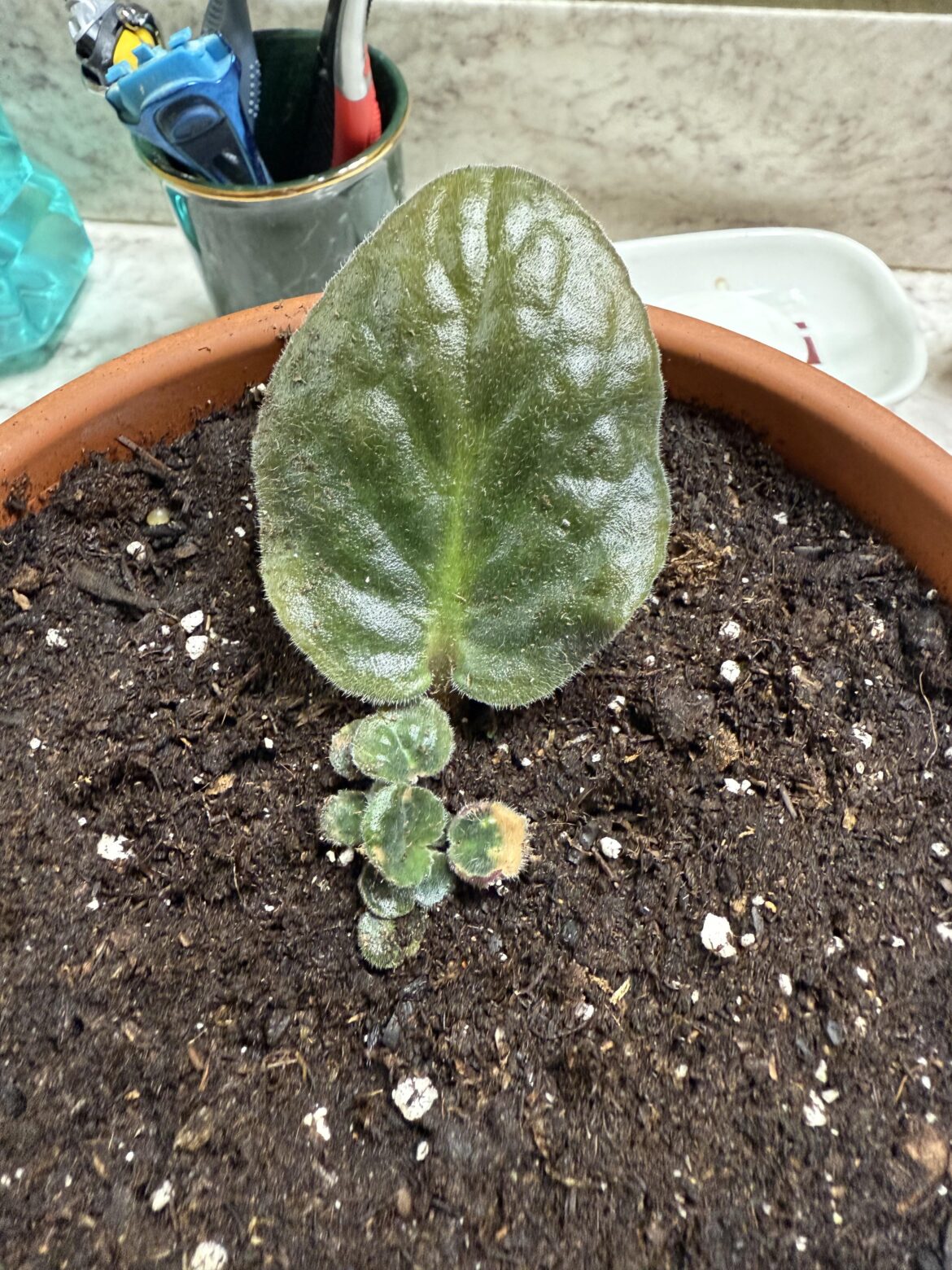 Need help With African Violet Propagation
