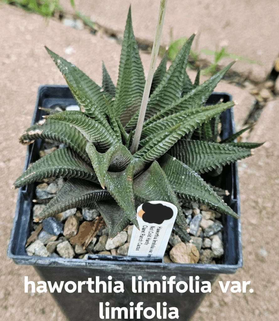 Newest haworthias