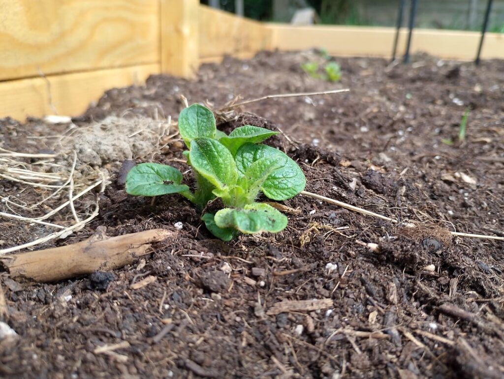 Am I supposed to cover these up? They are Maris Piper maincrop potatoes. I'm told mounding soil over the shoots promotes potato yield, but won't covering the leaves harm the plant?