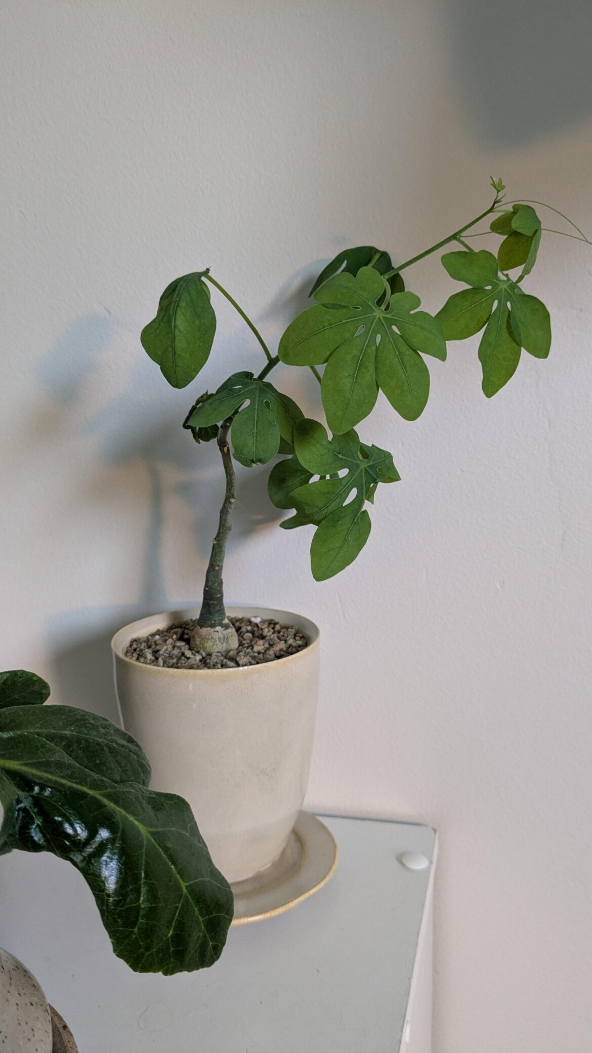 Does my Adenia need support to grow straight?