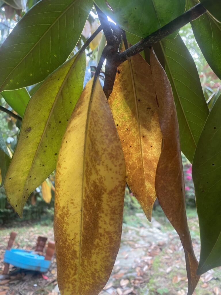 HELP! My Magnolia tree is dying?! HELP! My Magnolia tree is dying?!
