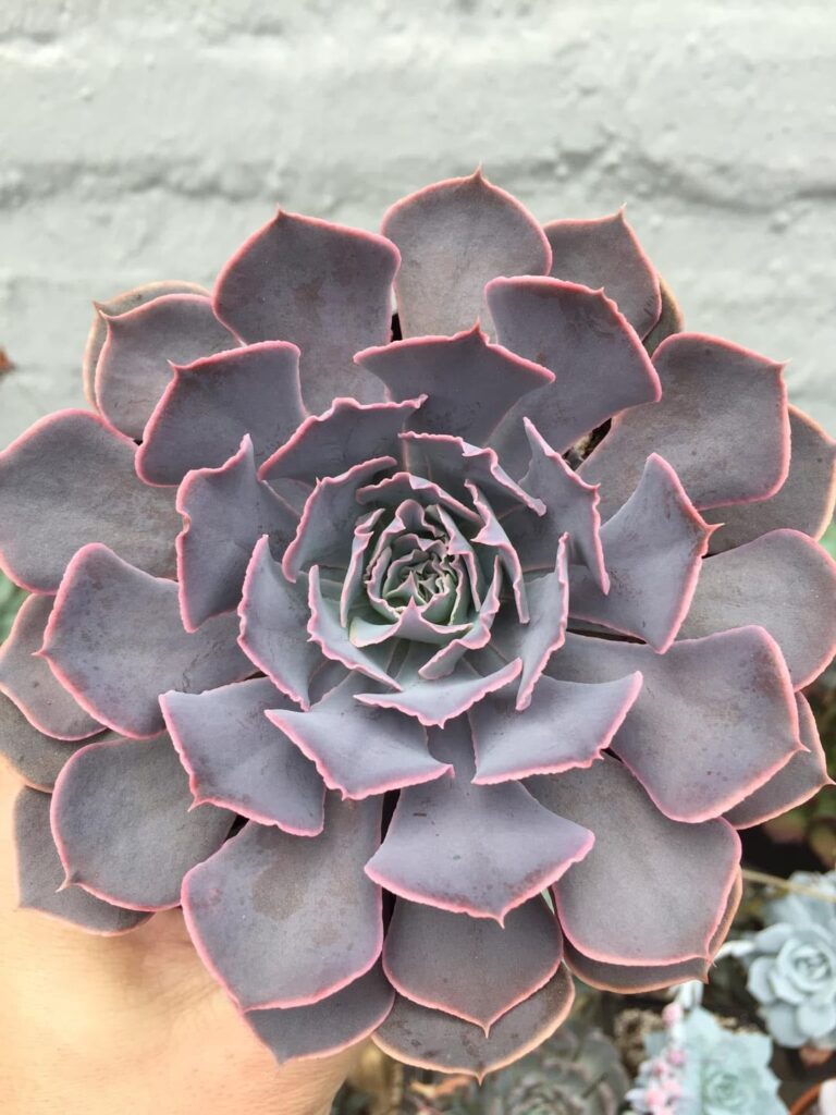 shaviana ‘Pink Frills’ x runyonii