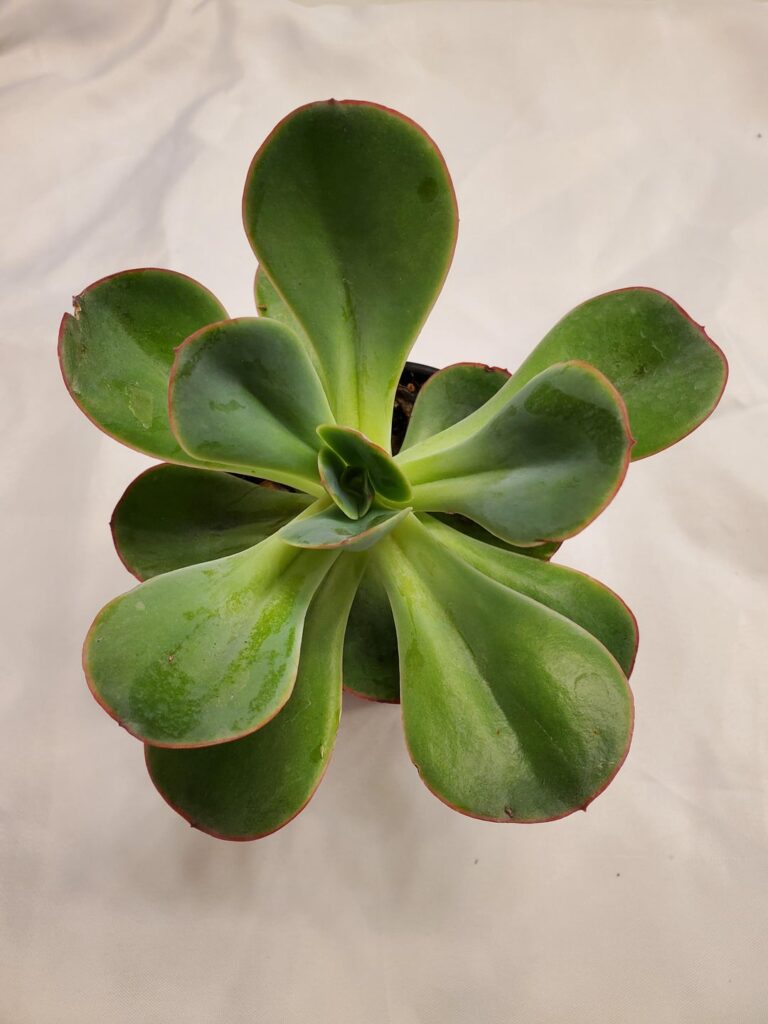 Echeveria 'Green Pacific'